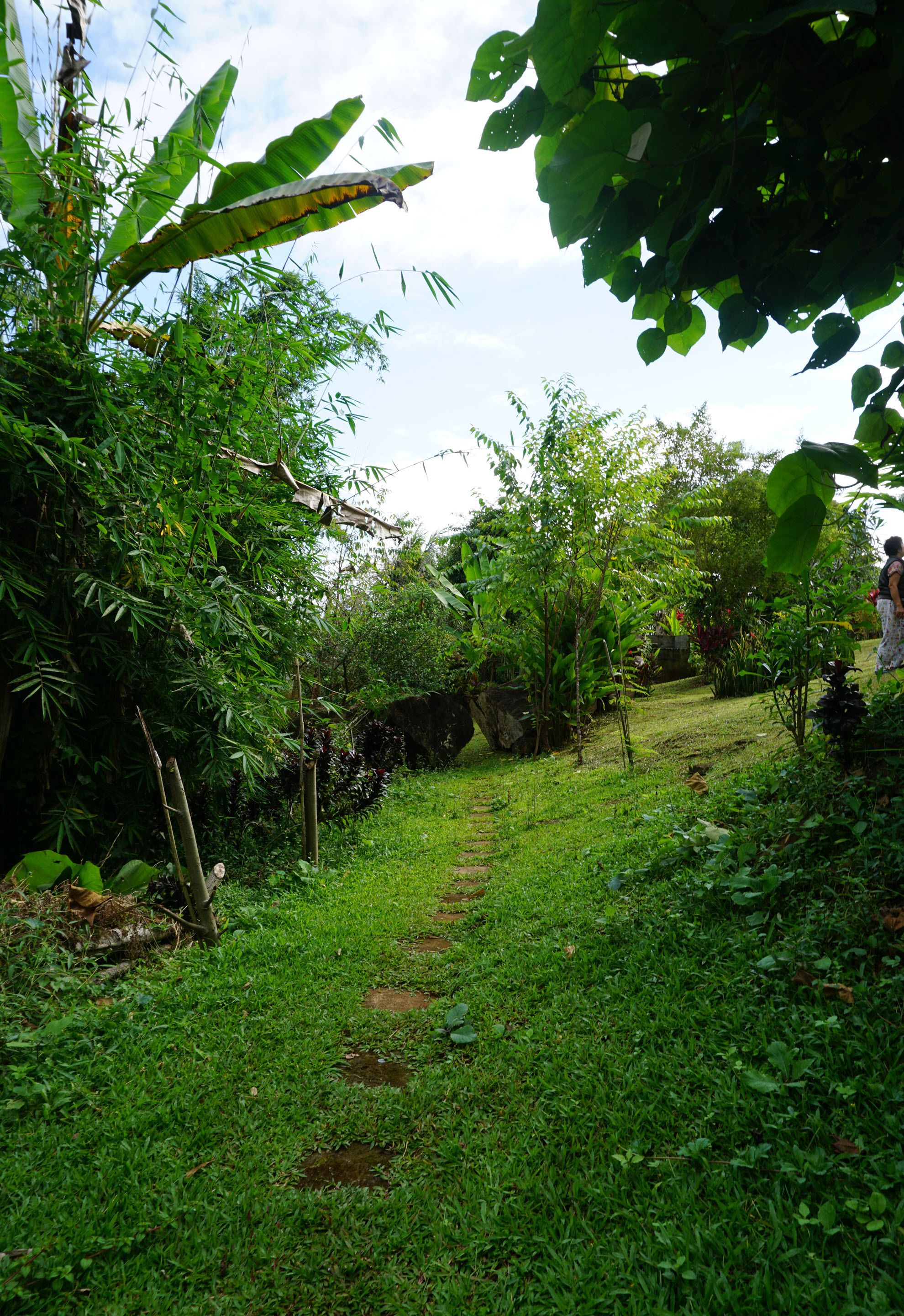 Un camí de jardí envoltat de vegetació abundant i plantes diverses.