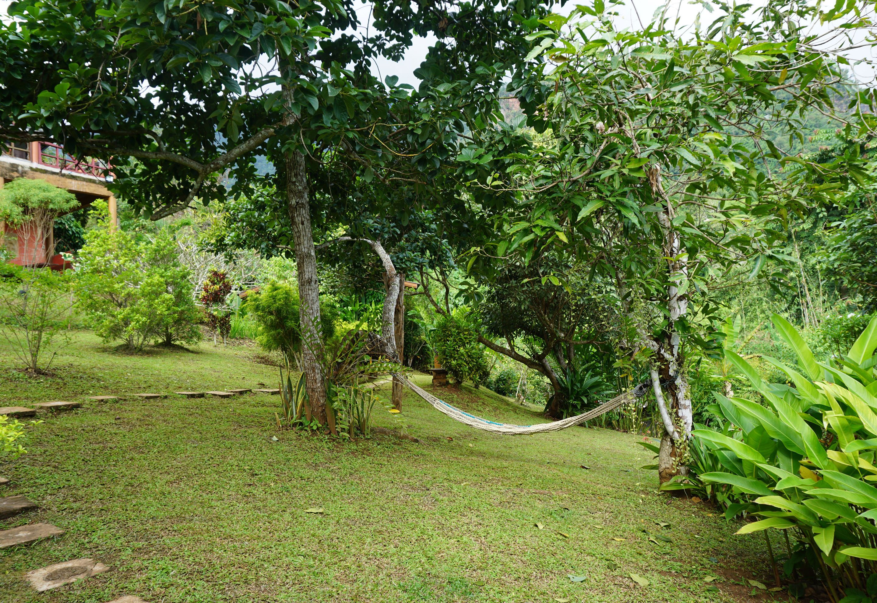 A hammock in a lush garden with trees and greenery.