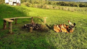 Property grounds - Yurt in Puyehue with Volcano Views (Puyehue)