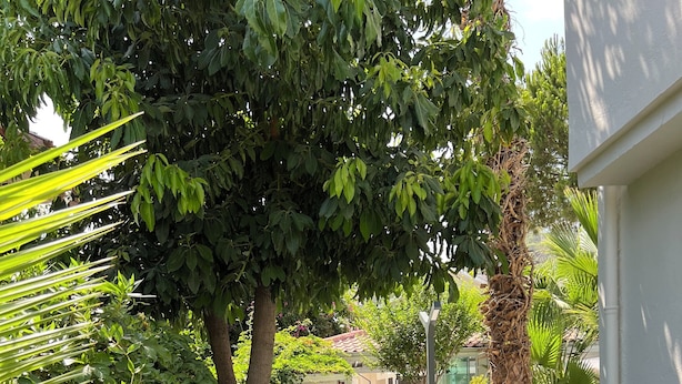 Un vialetto costeggiato da siepi e alberi curati conduce a un edificio con facciata in pietra e tetto in tegole.