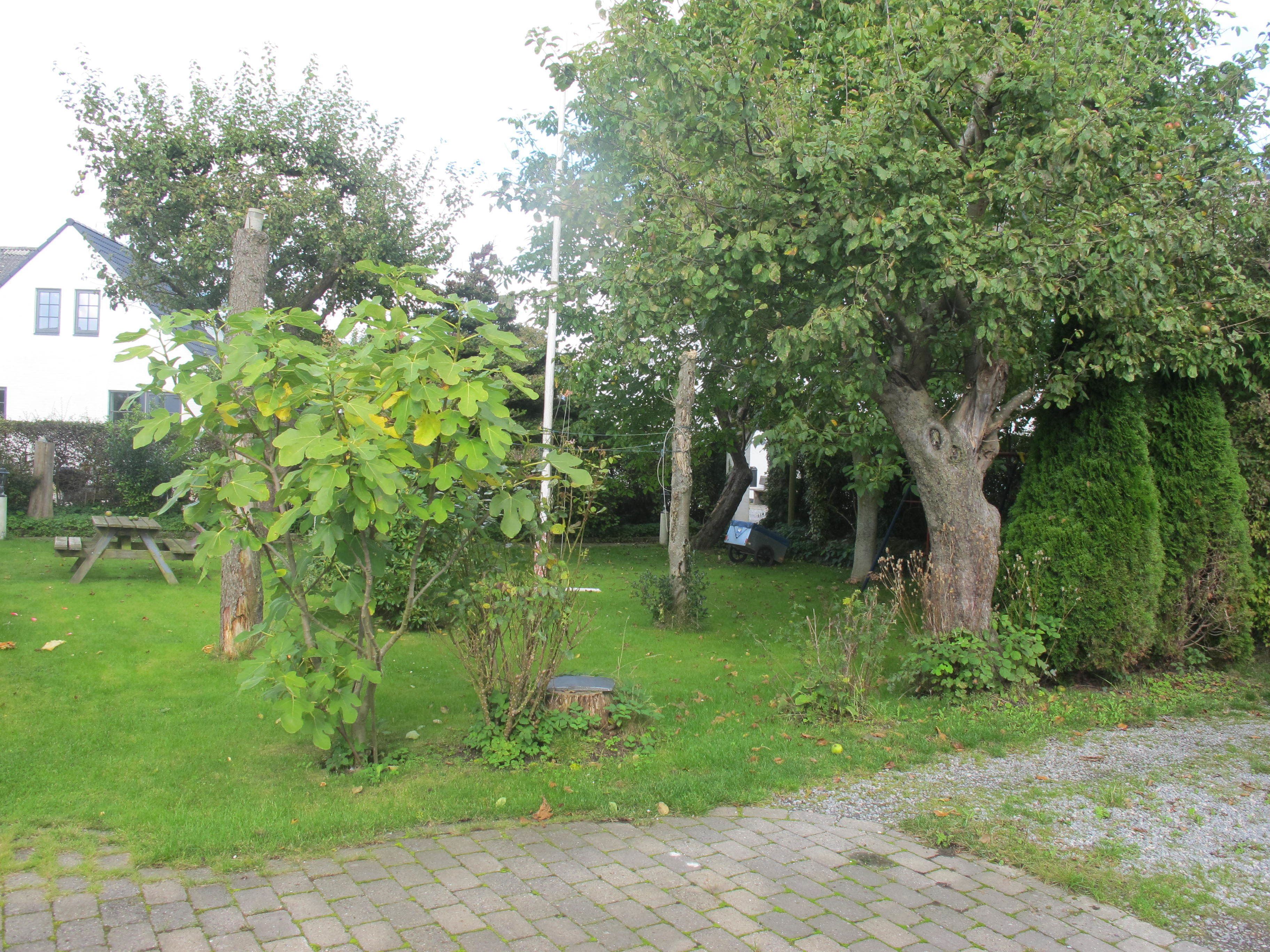 A garden with a picnic table, a large tree, and a white building in the background.