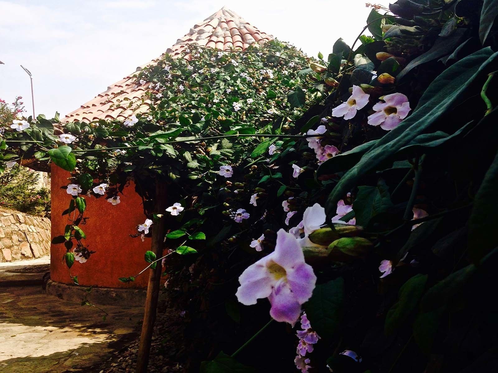 A garden with climbing plants and flowers, a red wall, and a tiled roof structure.