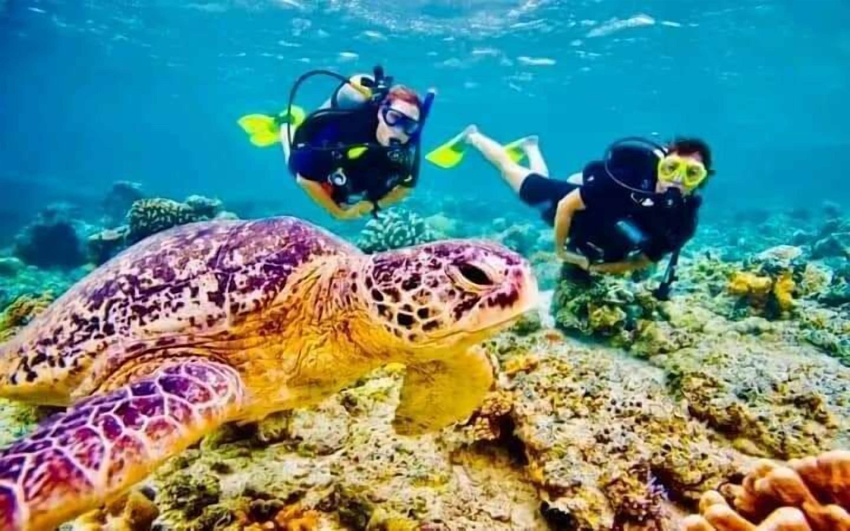 A turtle swimming near divers in a clear underwater environment.