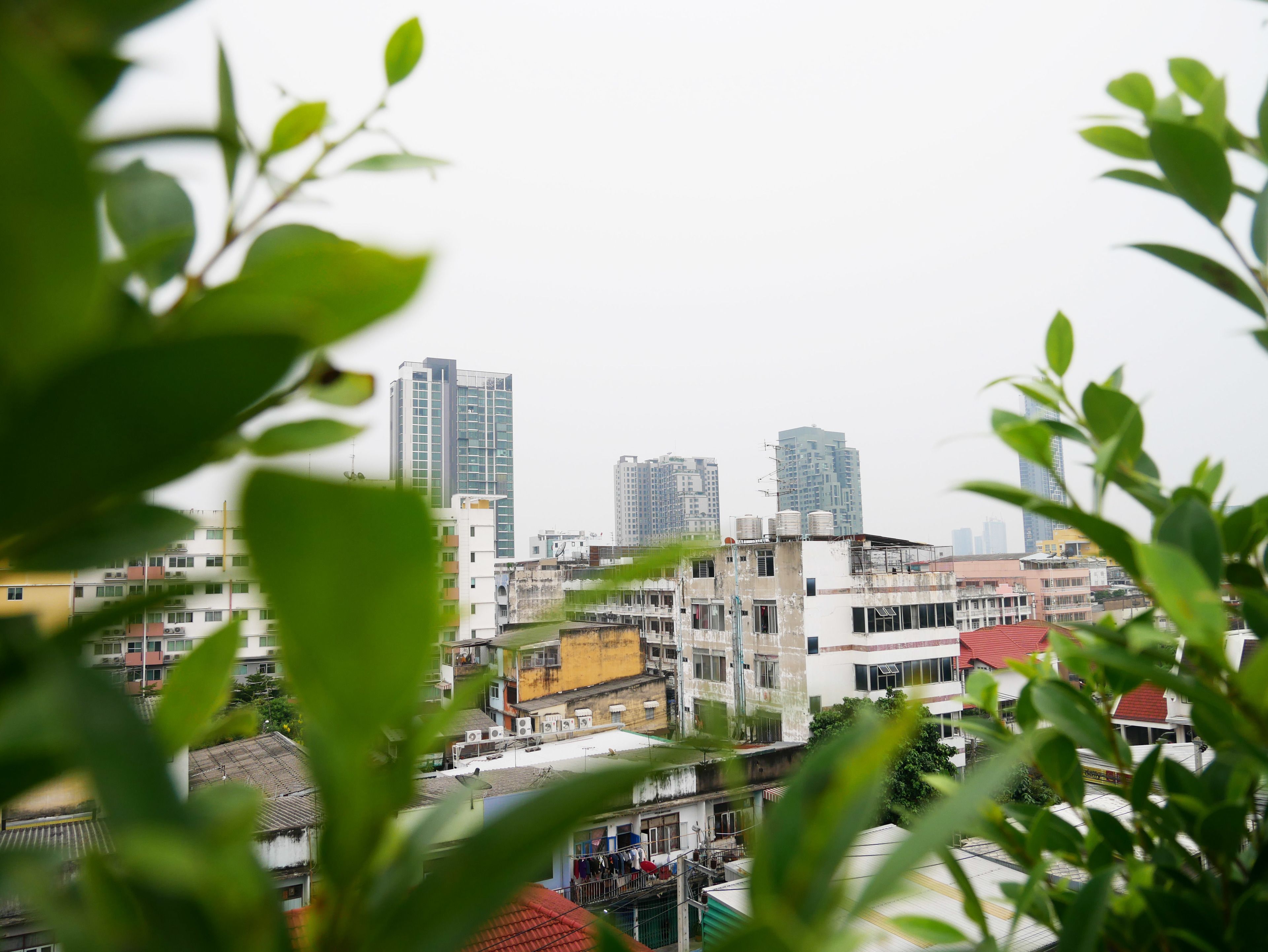 Foto - The Companion