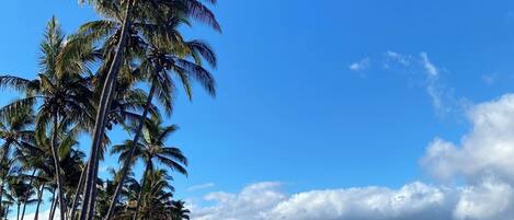 Plage, chaises longues, serviettes de plage