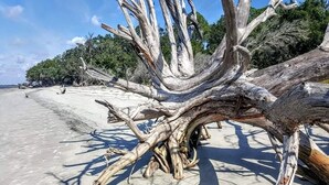 Un grand arbre abattu gît sur une plage de sable, sous un ciel dégagé.