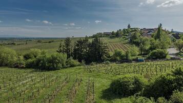 A vineyard with rows of grapevines, a church on a hill, and a residential area in the background.