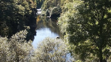 A river surrounded by dense forest with a clear view of the water.