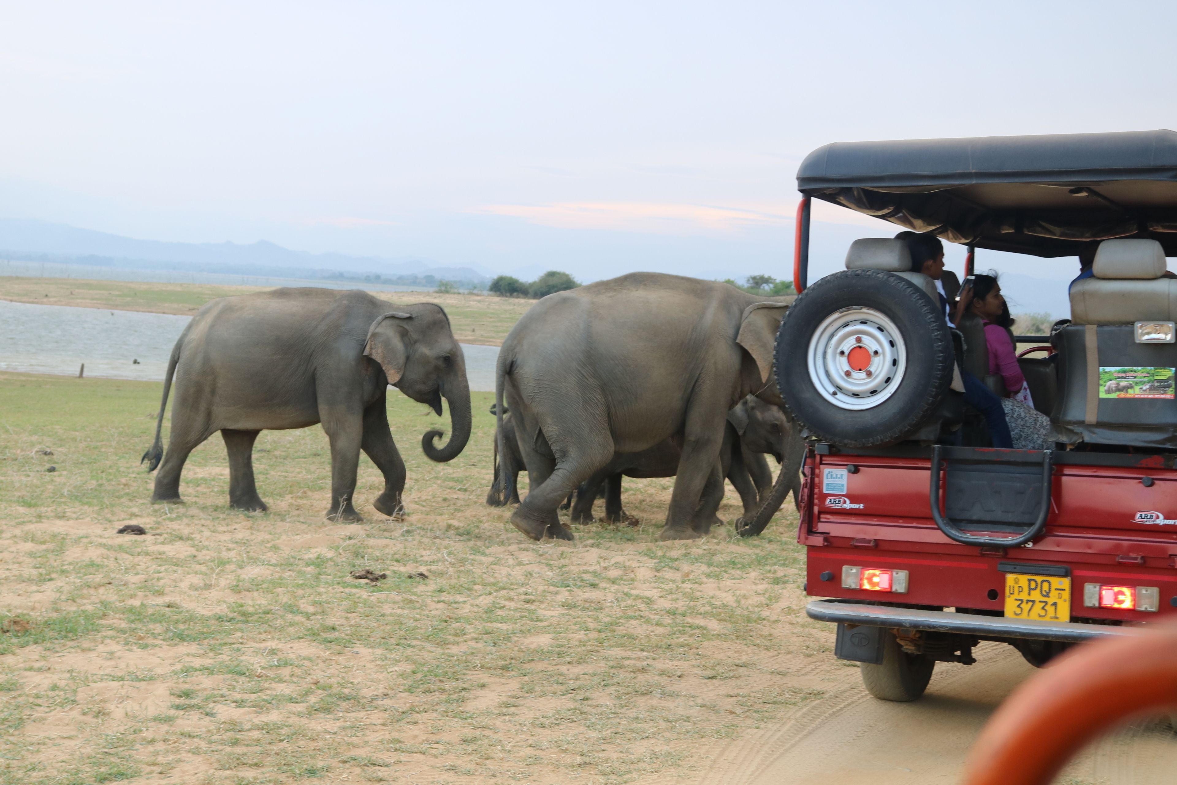 Safari