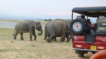 Safari