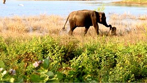 An elephant near a body of water with dense vegetation in the background.