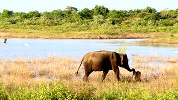 Pemandangan dari properti