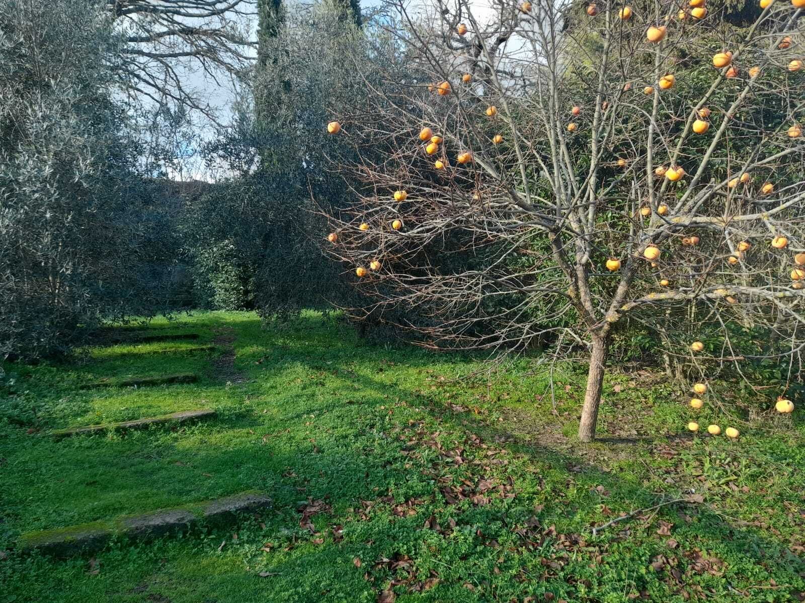 Ein Garten mit einem Baum, der gelbfruchtige Früchte trägt, umgeben von Gras und anderer Vegetation.