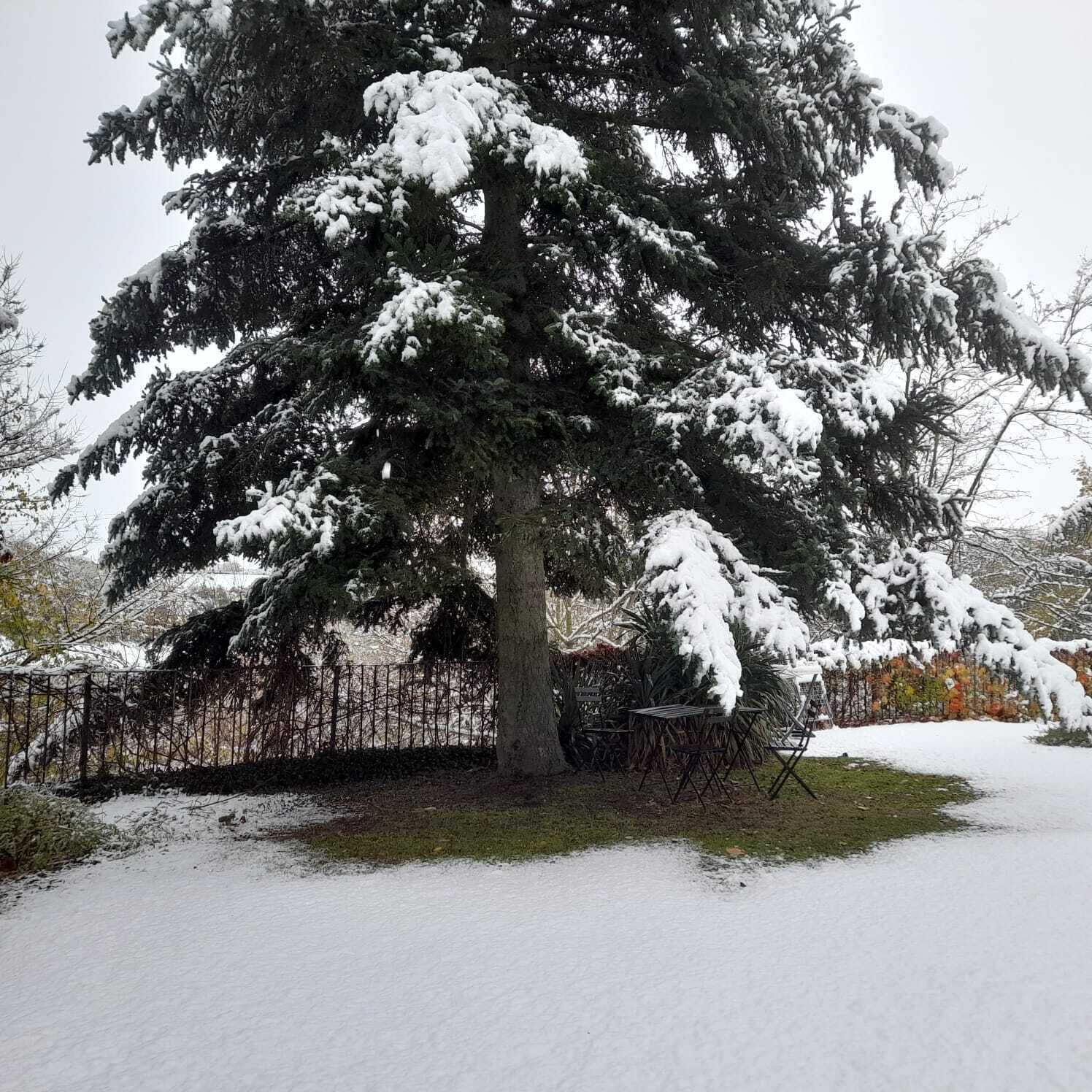A snow-covered coniferous tree in a yard with a metal fence and a table and chairs set up nearby.