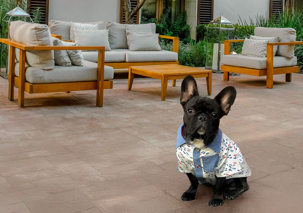 A French Bulldog sitting on a patio with outdoor furniture, including sofas and a coffee table.