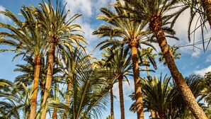Garden - Eden Meloneras by TAM Resorts (San Bartolomé de Tirajana)