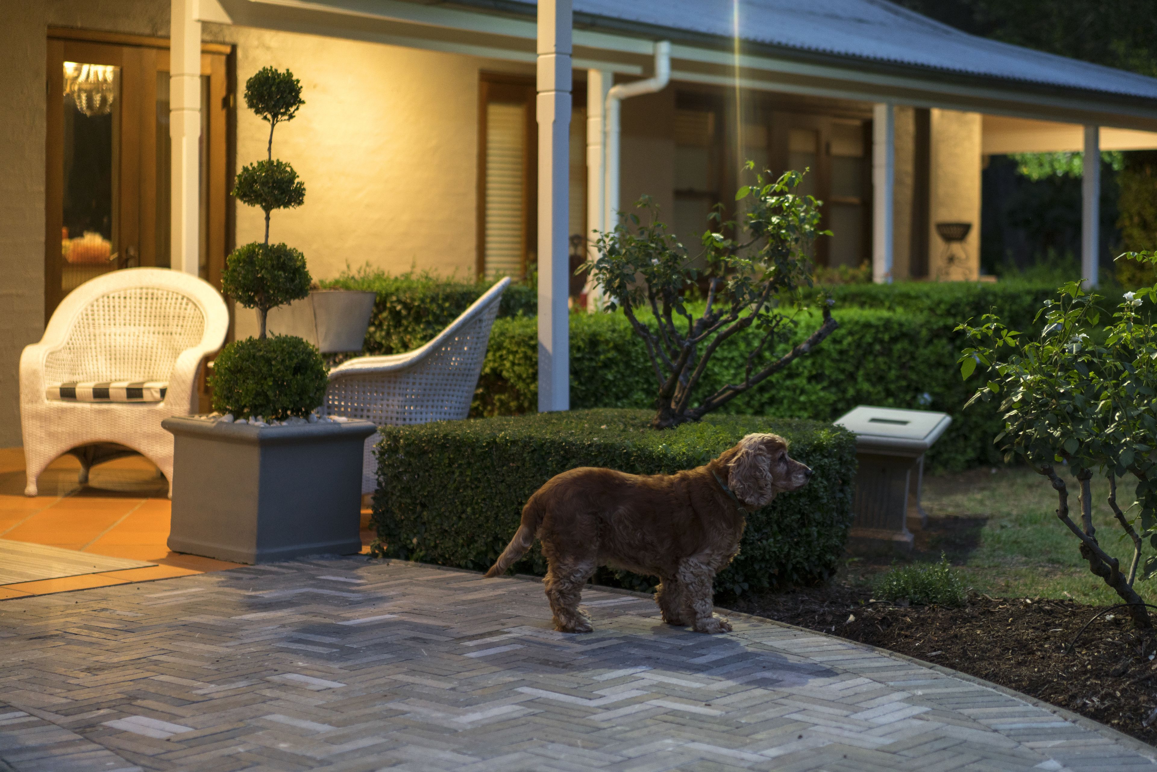 Un patio empedrado con un perro, una silla de mimbre y una planta en maceta.