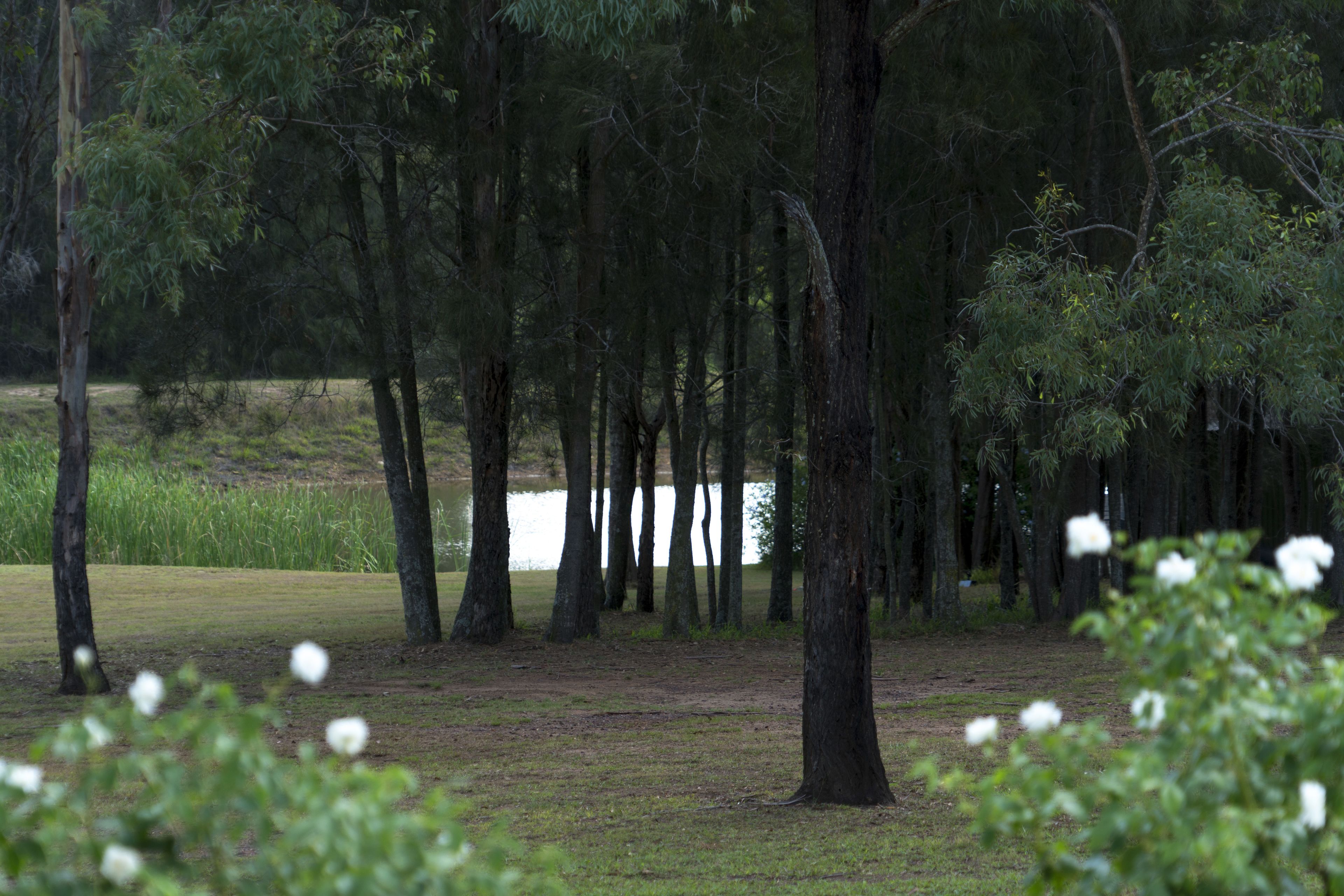 Paesaggio naturale con alberi e un corpo d'acqua sullo sfondo.