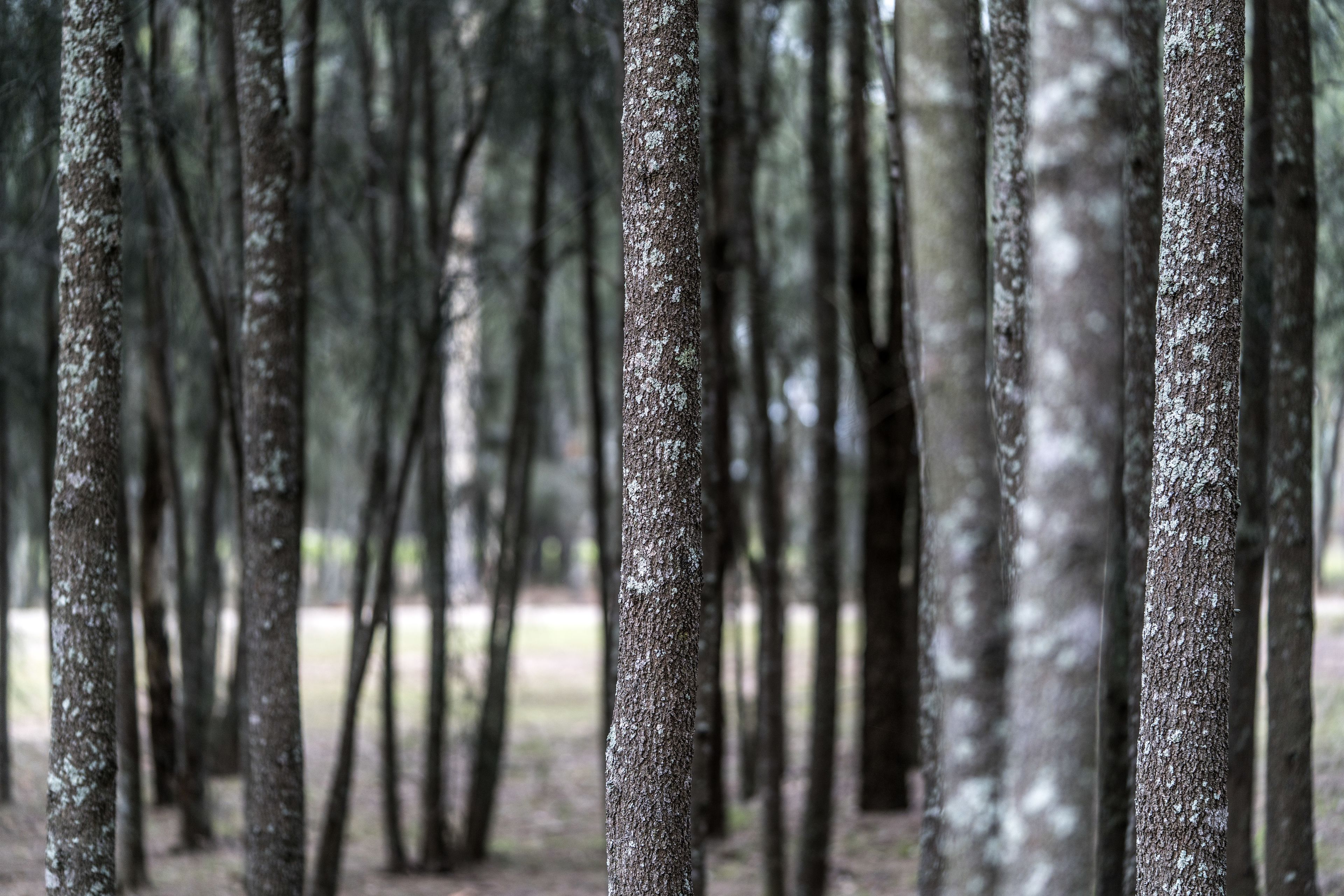 Un bosque de árboles, destacando sus troncos.