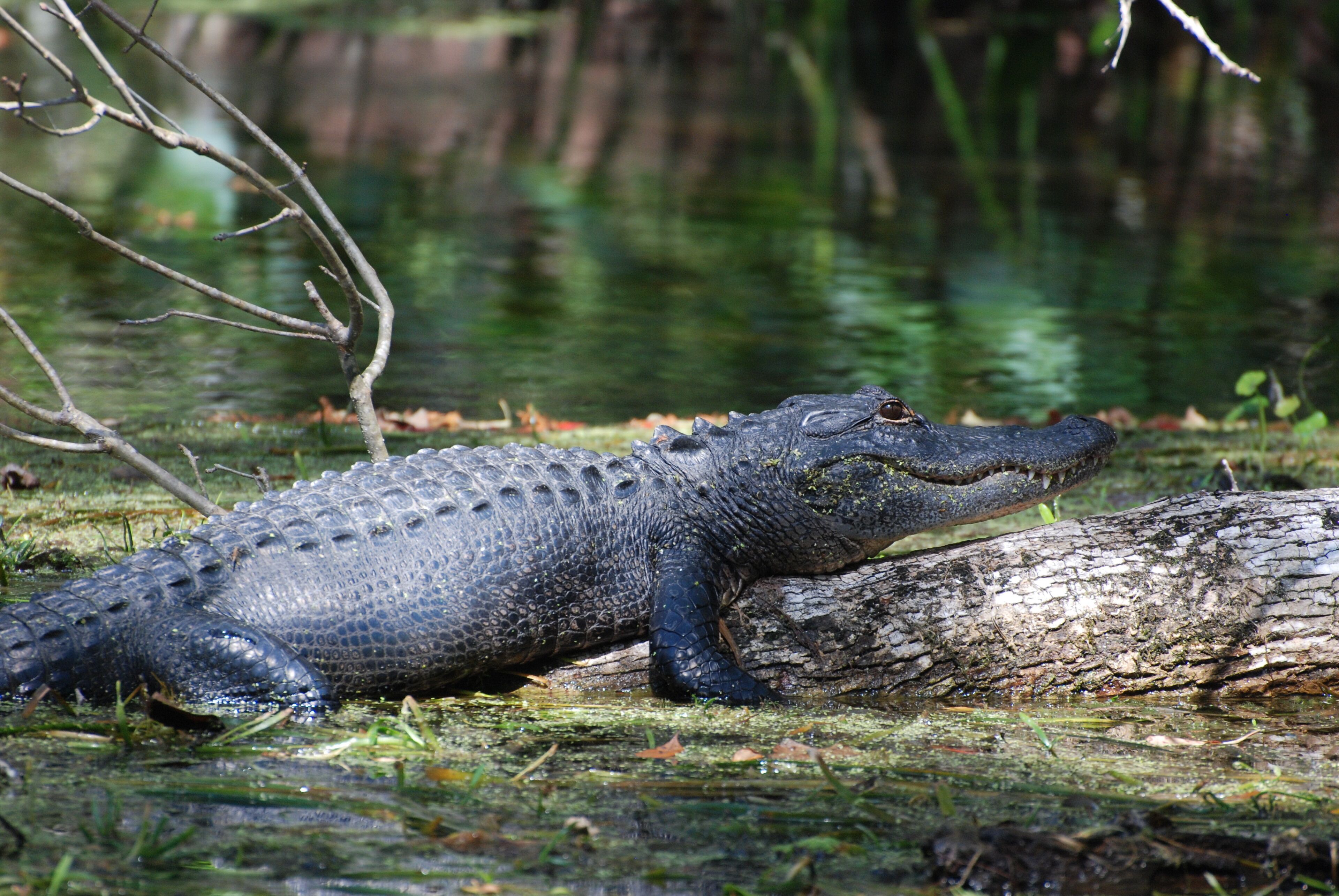 Ein Alligator ruht an einem Baumstamm in einer natürlichen Umgebung.