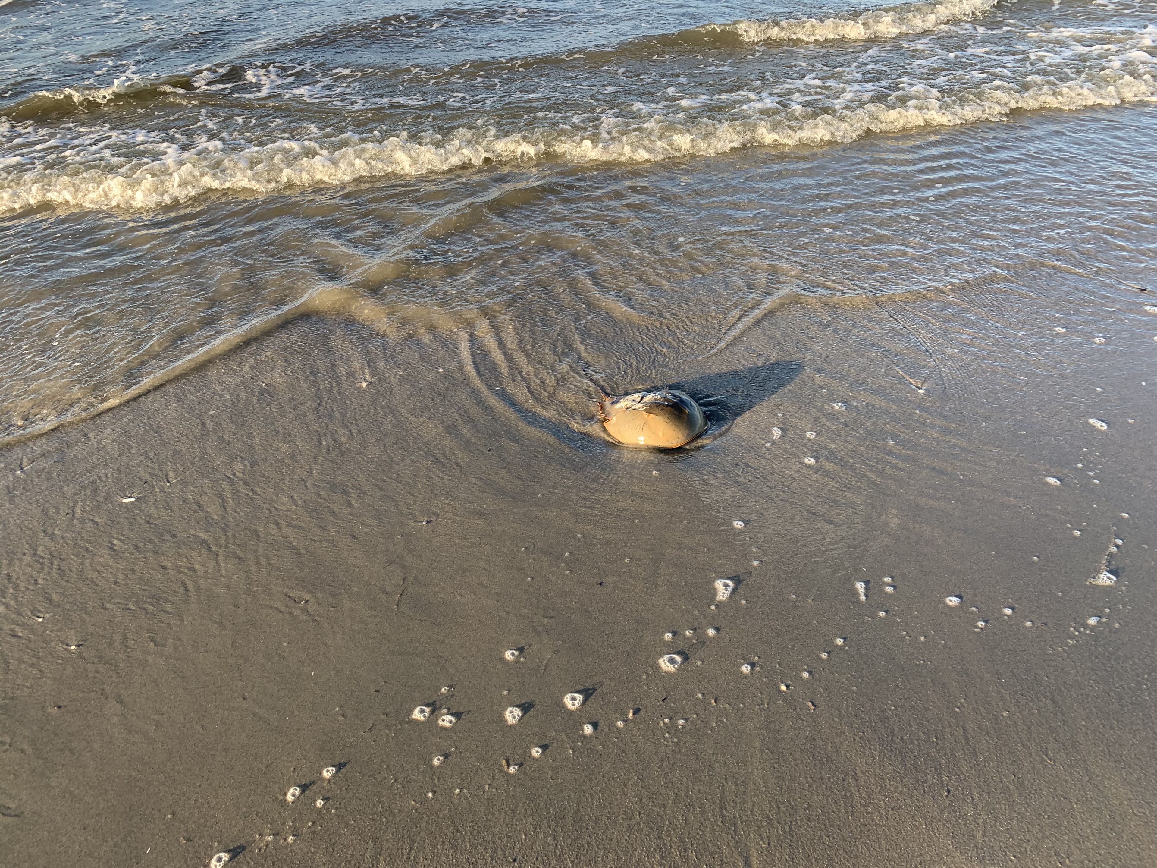 Na praia, espreguiçadeiras 