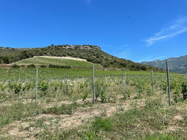 Viñedo con filas de vid y un paisaje montañoso al fondo.