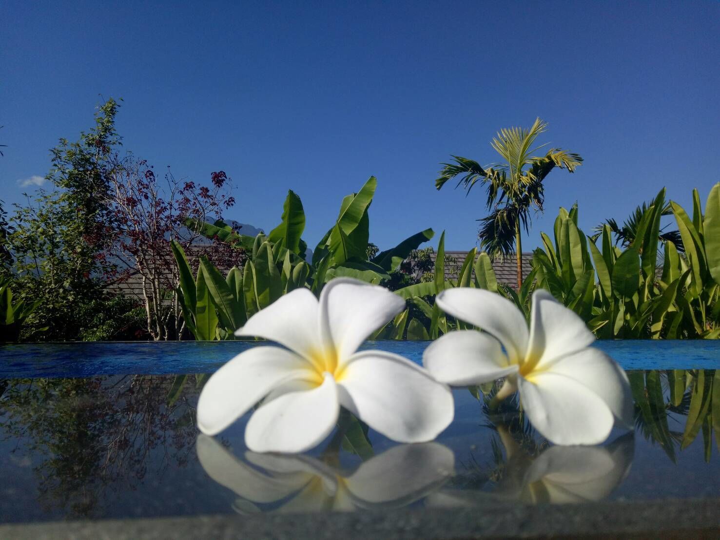 花園
