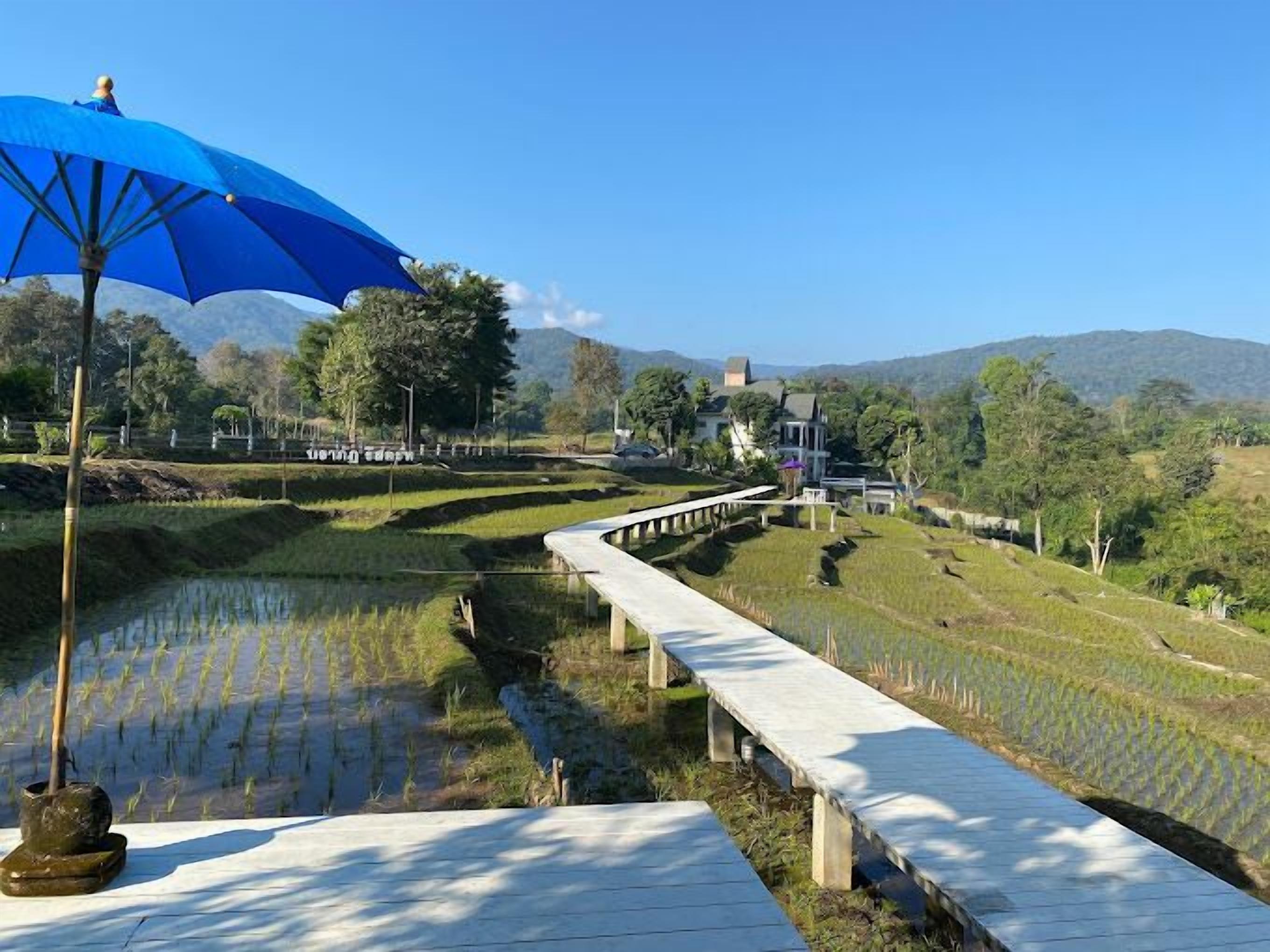 A terraced rice field with a wooden walkway and a large blue umbrella.