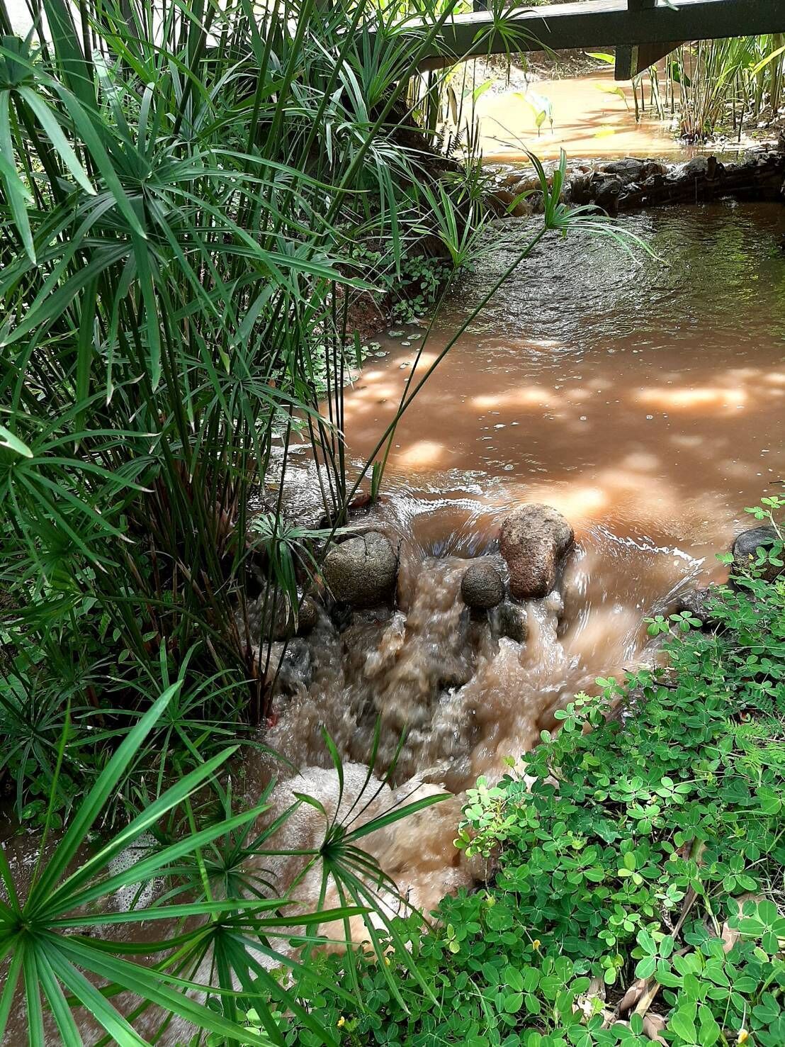 A small stream flowing over rocks in a garden with dense green foliage.