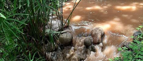 Un pequeño arroyo fluye sobre rocas en un jardín con abundante follaje verde.