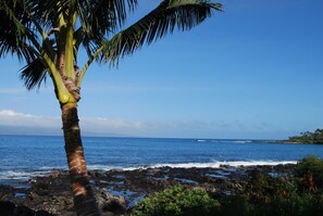 A coastal scene with a palm tree, rocky shoreline, and ocean view.