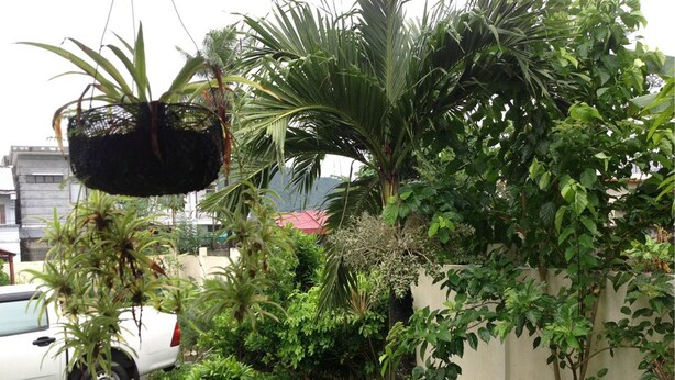 A lush garden with various plants and a hanging basket. - Danel Pensionne House (Tacloban)