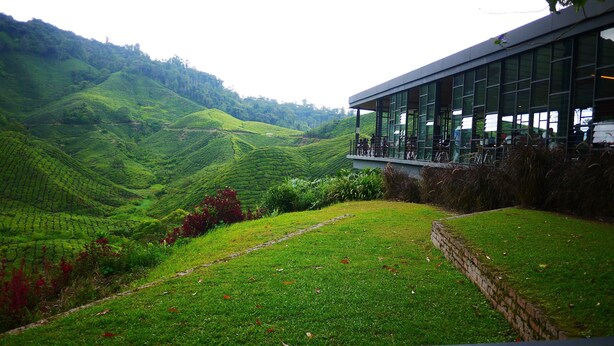 A view of a lush green tea plantation with terraced hills. - Zetter Suites (Tanah Rata)