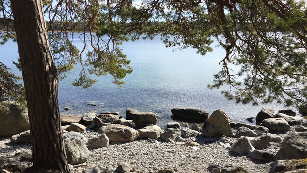 A rocky shoreline with a tree and calm water. - Lövhagens Café & Vandrarhem (Nynashamn)