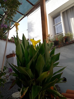 Jardin