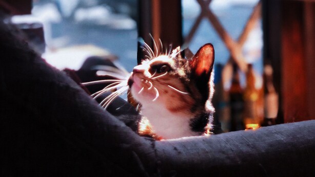 A cat sitting on a couch with a window view of bottles in the background. - Weihai Hiking International Youth Hostel (Weihai)