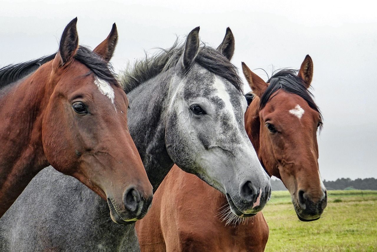 Three horses standing close together.