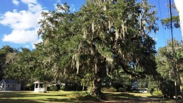 Un grand arbre recouvert de lierre espagnol, un petit kiosque blanc et une maison située dans un endroit ensoleillé et verdoyant.