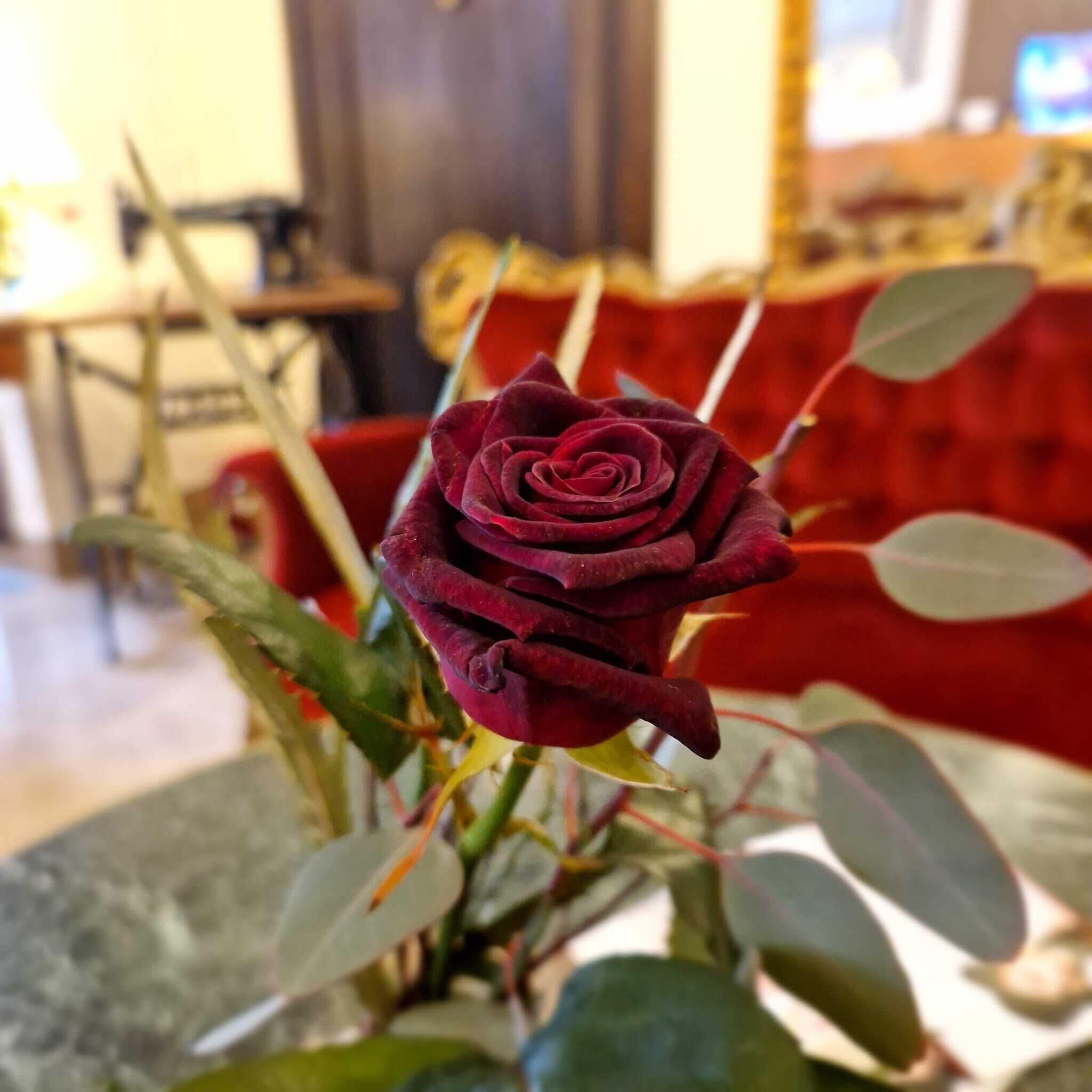Eine einzelne Rose in einer Vase.