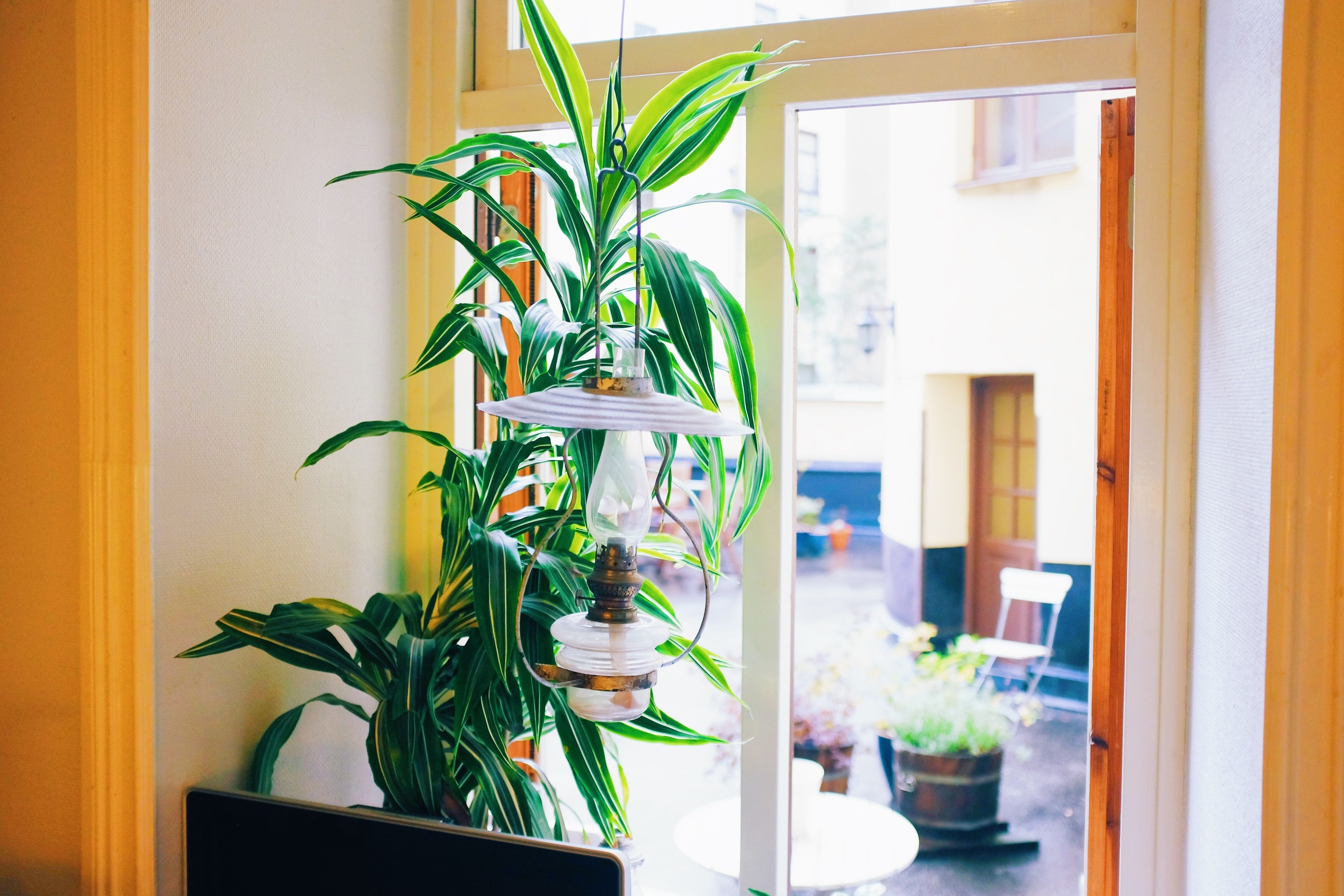 Een potplant met een hanglamp in een kamer met een raam.