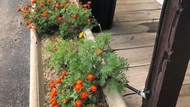 A row of flower beds with marigolds along a building's exterior. - Bunkhouse Motel (Guernsey)