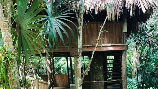 Una estructura de madera con techo de paja, rodeada de densa vegetación tropical.
