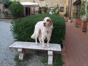 Animaux de compagnie acceptés