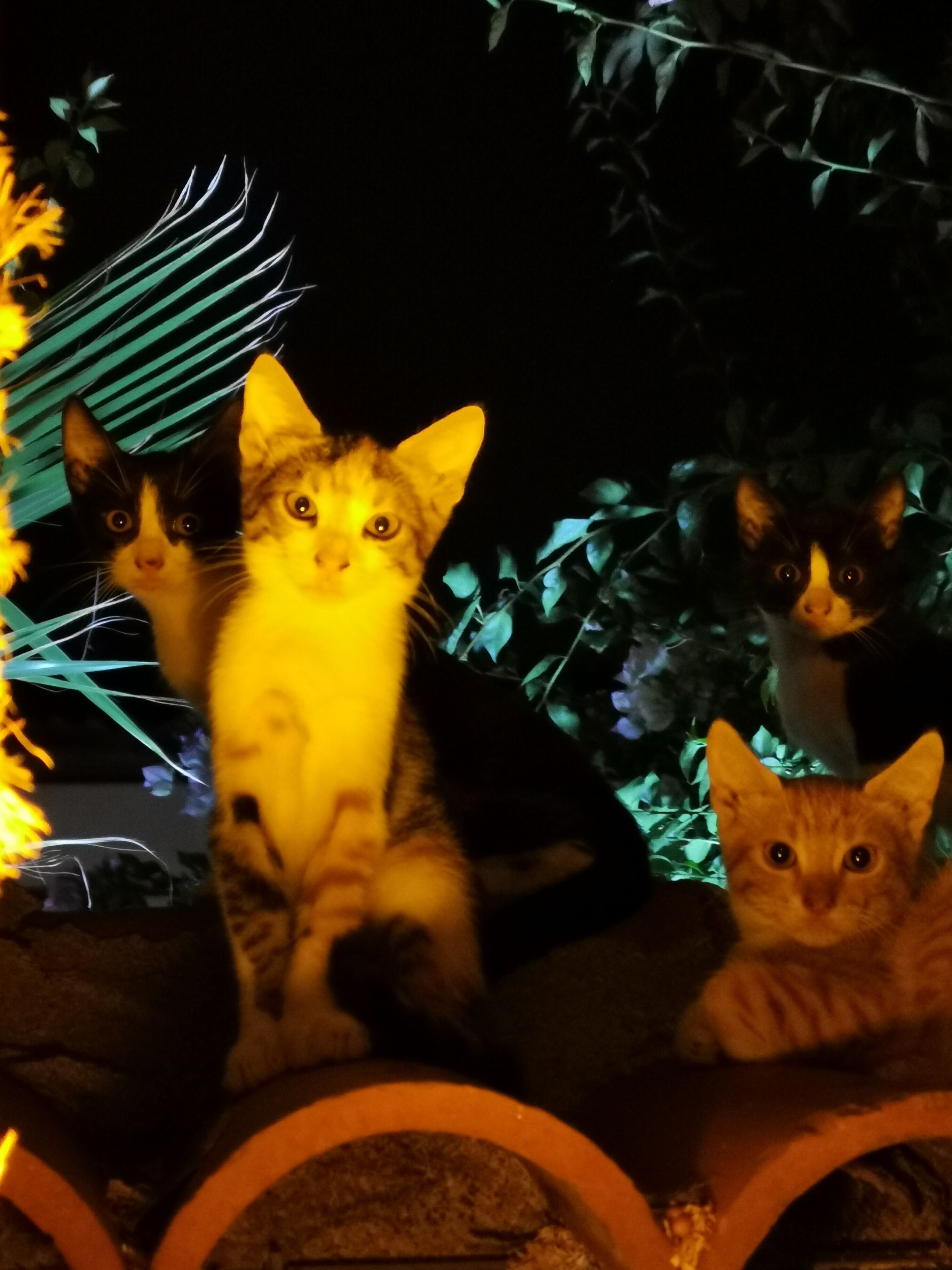 Three cats sitting on a porch with a dark background.