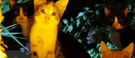Three cats sitting on a porch with a dark background.
