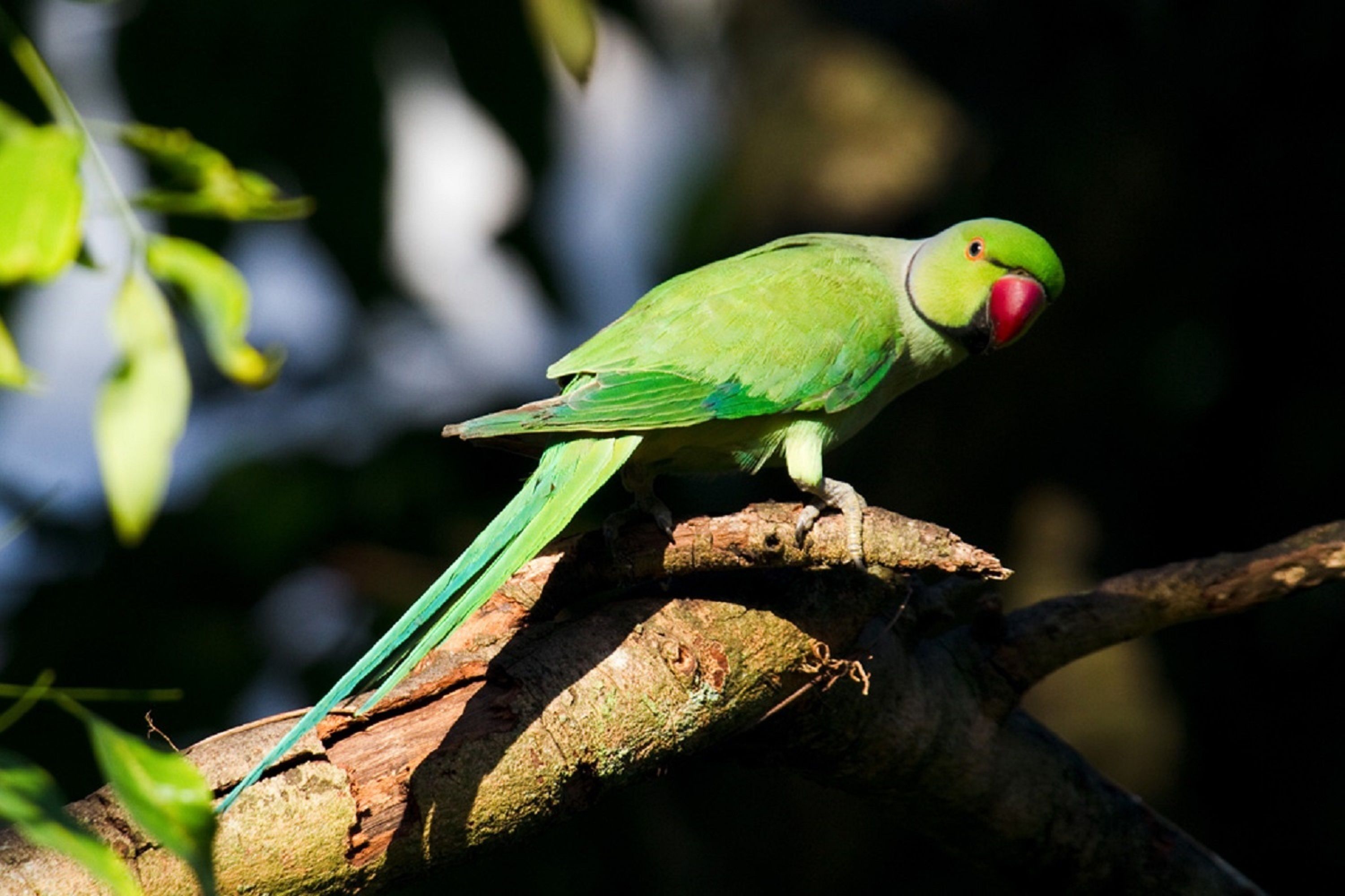 A parrot perched on a branch.