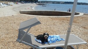 Una playa con sillas reclinables, un perro sobre una toalla y una masa de agua al fondo.