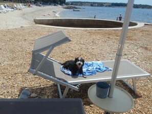 Aceita animais de estimação