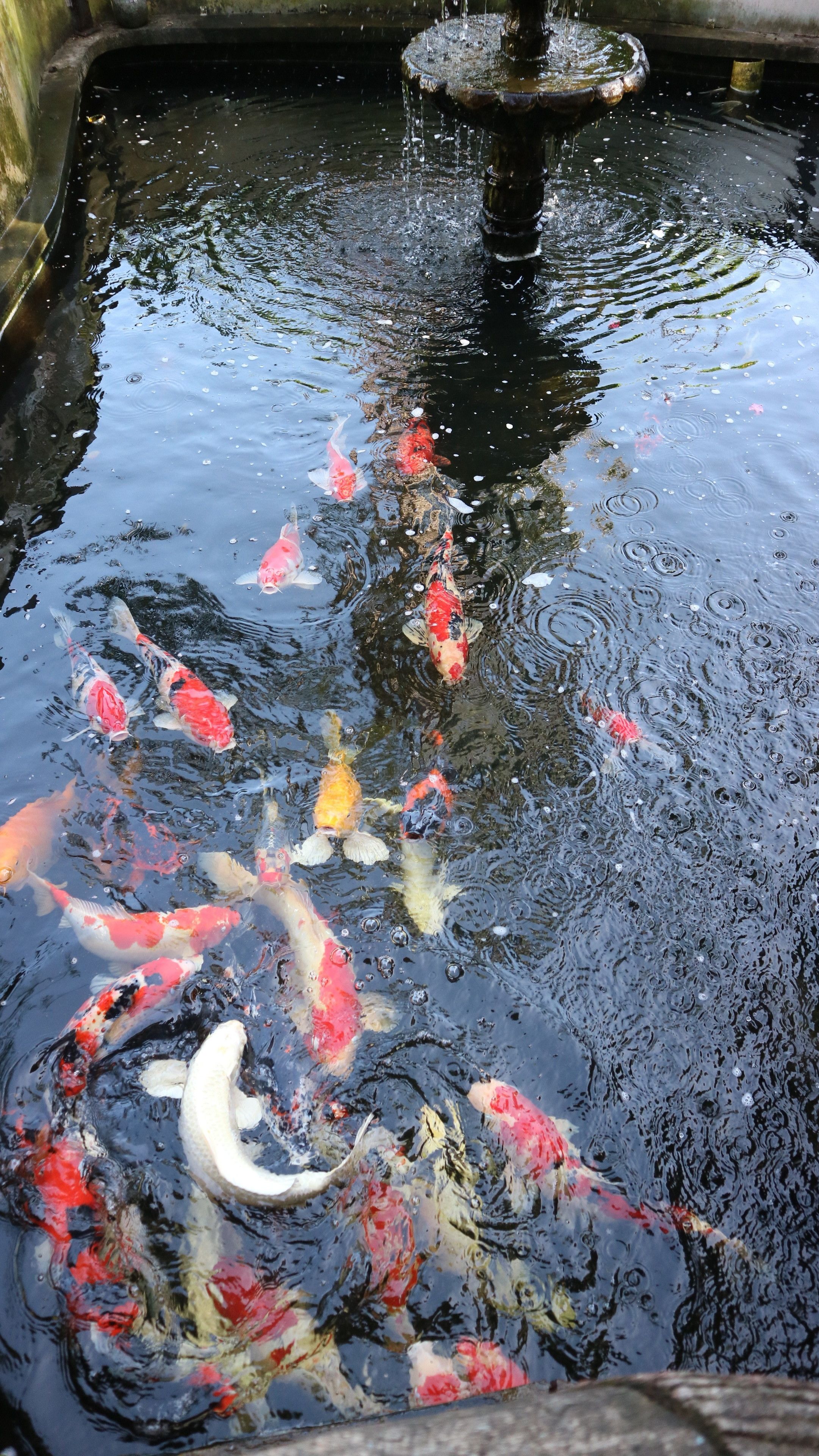 Un estanque de carpas con varios peces, una fuente de agua y un borde de piedra.