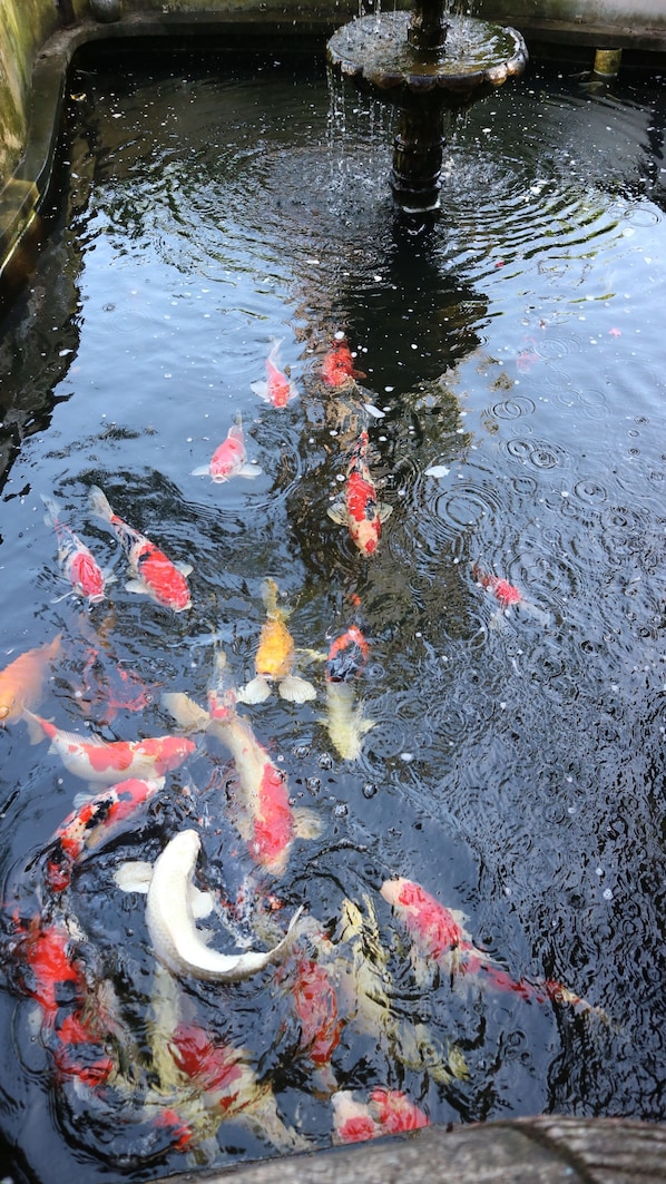 A koi pond with multiple fish, a water fountain, and a stone border. - Rosvenil Hotel (Tacloban)
